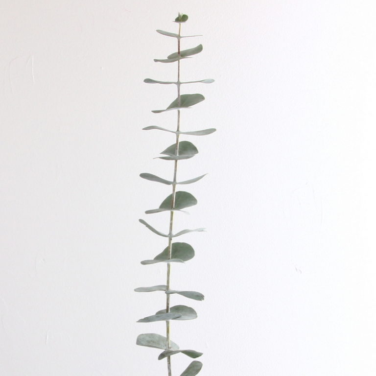 True Blue Eucalyptus Kittelberger Wholesale Florist ster & Rochester