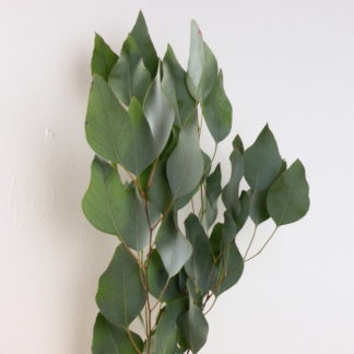 Seeded Eucalyptus  