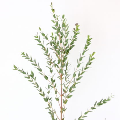 Parvifolia (Gunni) Eucalyptus  