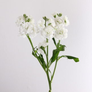 White hydrangea  