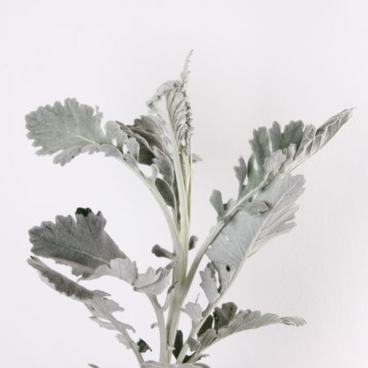 Dusty Miller  