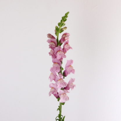 Lavender Snapdragon  