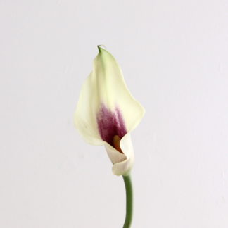 Pink Zantedeschia Mini Calla Lily  