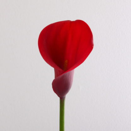 Red Aranal Mini Calla Lily  