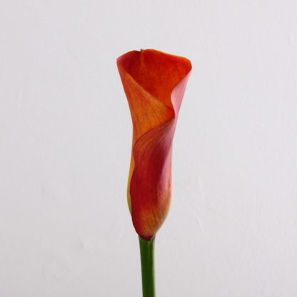 Orange Mango Mini Calla Lily  