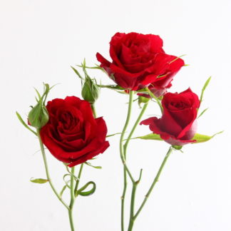 Red Spray Rose RED Red Spray Rose RED
