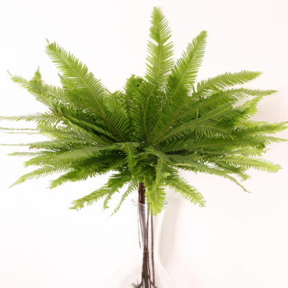 Umbrella Fern  