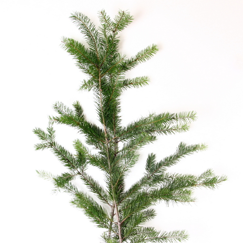 Douglas Fir Kittelberger Wholesale Florist Webster Rochester