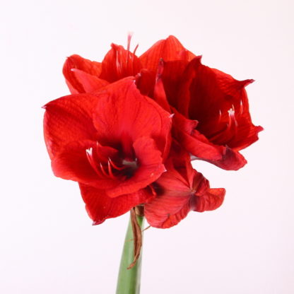 Red Amaryllis  