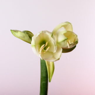 Amaryllis Rapido (Mini Amaryllis)  