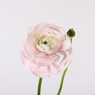 Hanoi Pink Hanoi Pink