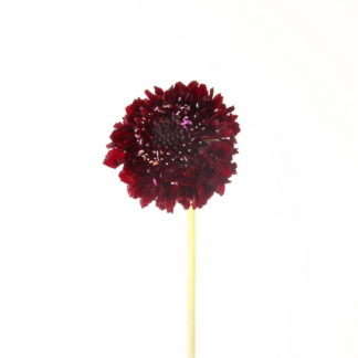 Blackberry Scoop Scabiosa Blackberry Scoop Scabiosa
