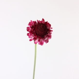 Red Velvet Scoop Scabiosa Red Velvet Scoop Scabiosa
