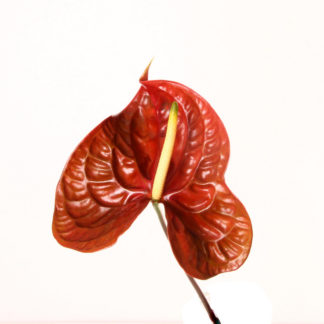 Chocolate Anthurium  