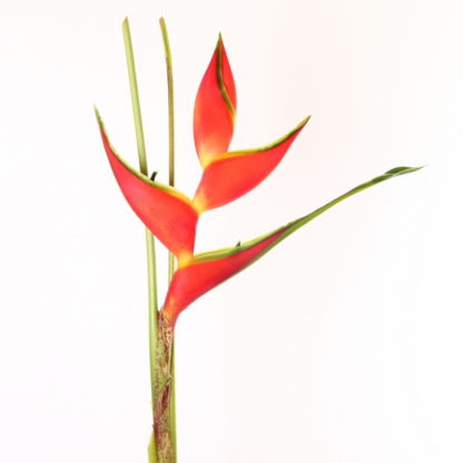 Upright Heliconia  