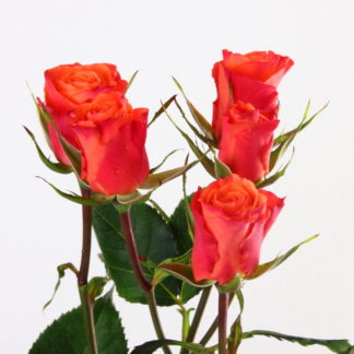 Orange Babe Orange Babe