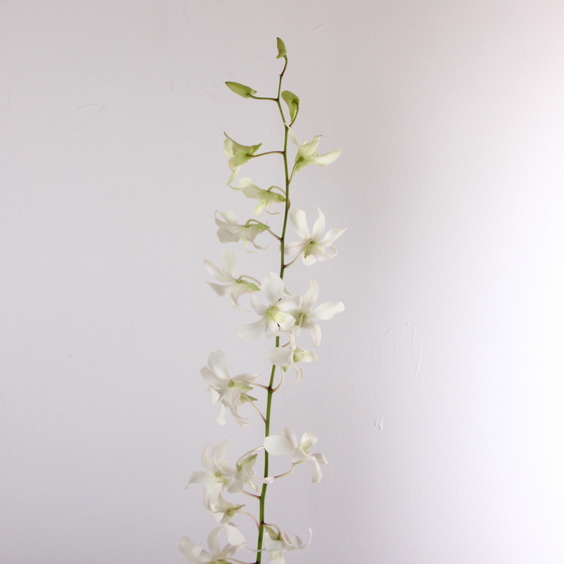 White Hawaiian Dendrobium Kittelberger Wholesale Florist ster