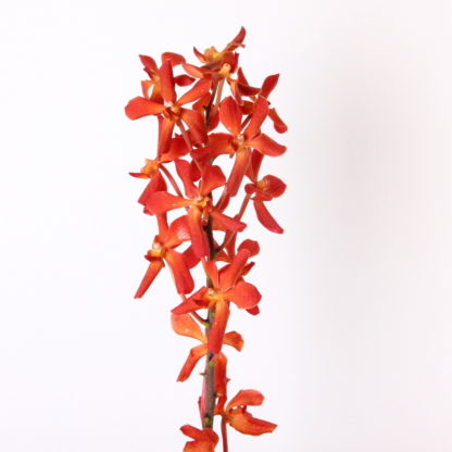 Orange Mokara Orchid  