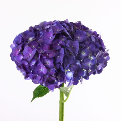 Purple Hydrangea  