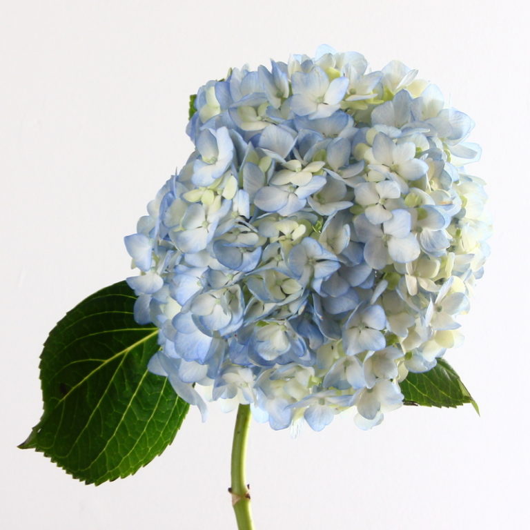 Blue Hydrangea Kittelberger Wholesale Florist ster & Rochester