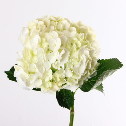 White hydrangea  