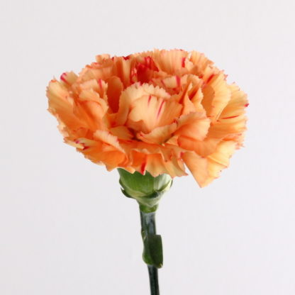 Orange Carnation  