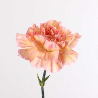 Bi Color Carnation  