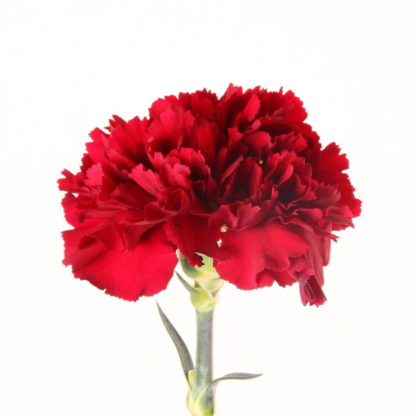 Red Carnation  