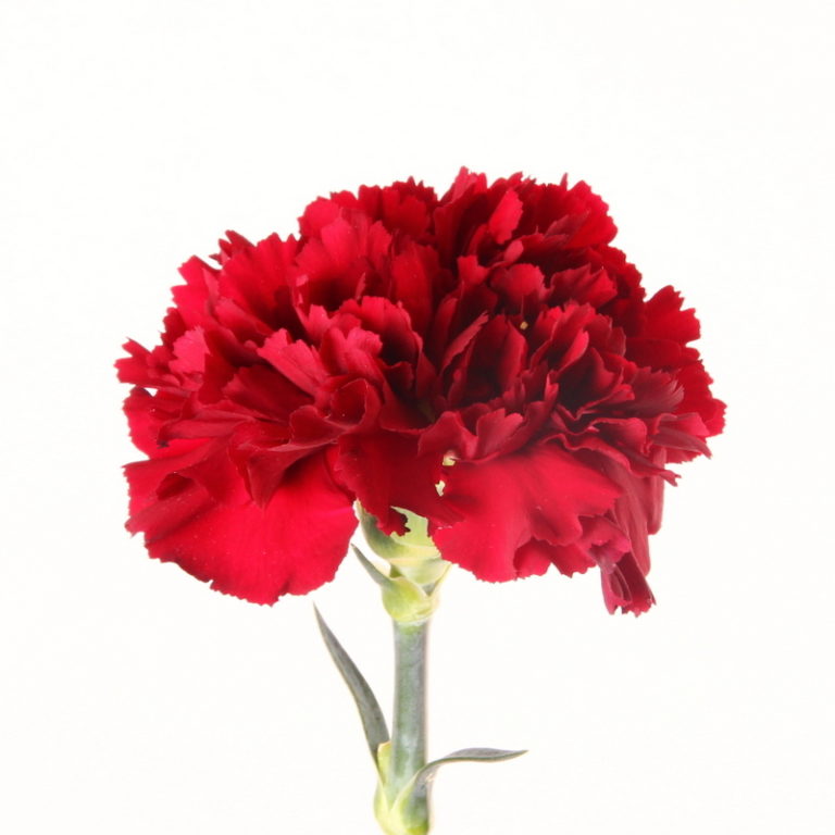 Red Carnation Kittelberger Wholesale Florist ster & Rochester