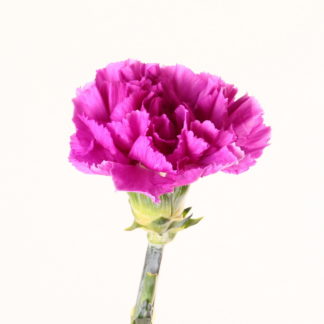 Magenta Carnation  