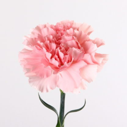 Light Pink Carnation  