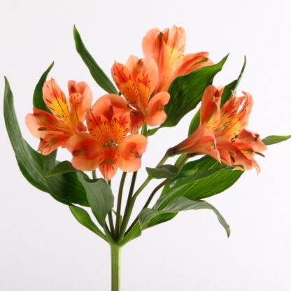 Orange Alstroemeria  