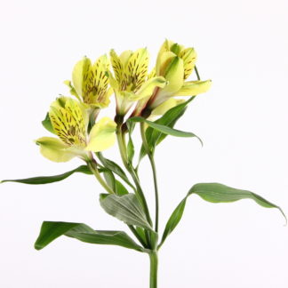 Purple Alstroemeria  