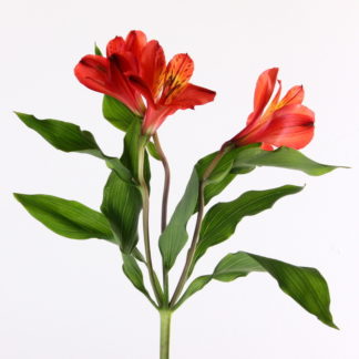 Darker Orange Alstroemeria  