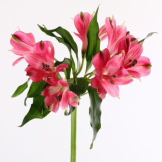 Hot Pink Alstroemeria  