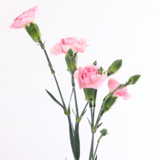 Light Pink Light Pink