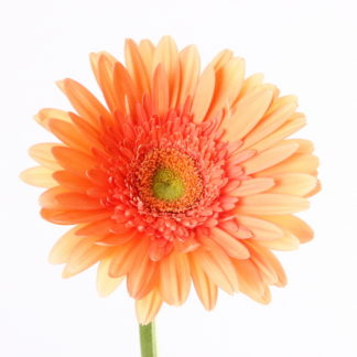 Peach Gerbera  