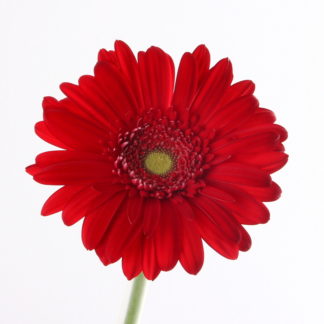 Red Gerbera  