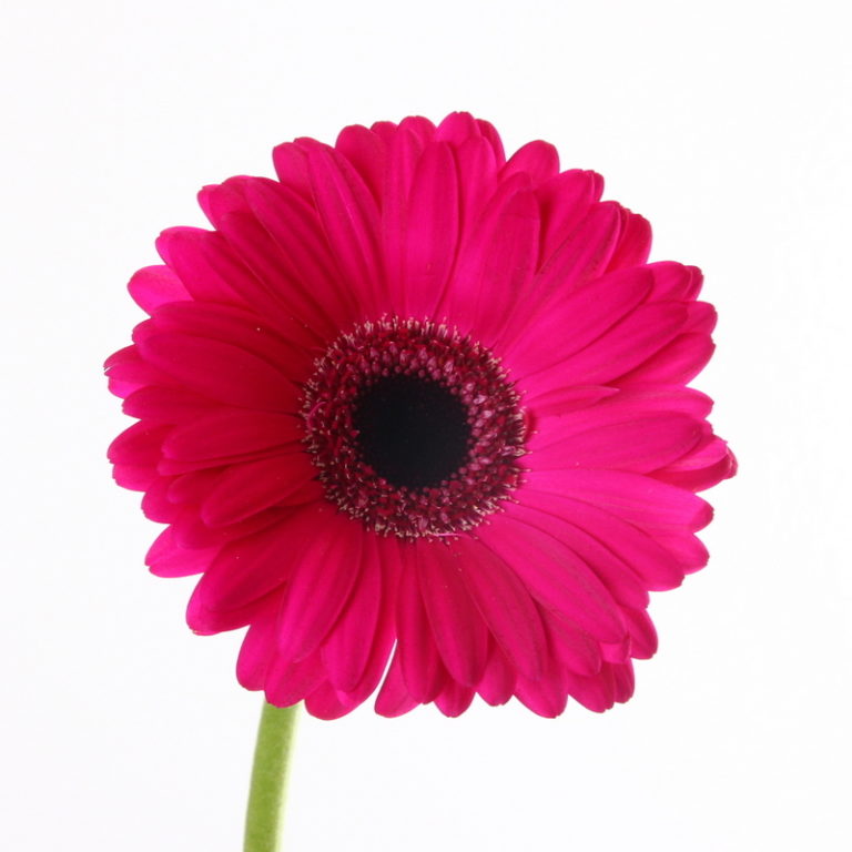 Hot Pink Explorer Gerbera Kittelberger Wholesale Florist ster