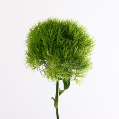 Green Trick Dianthus  