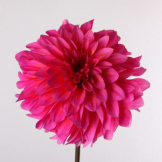 Hot Pink Dahlia  