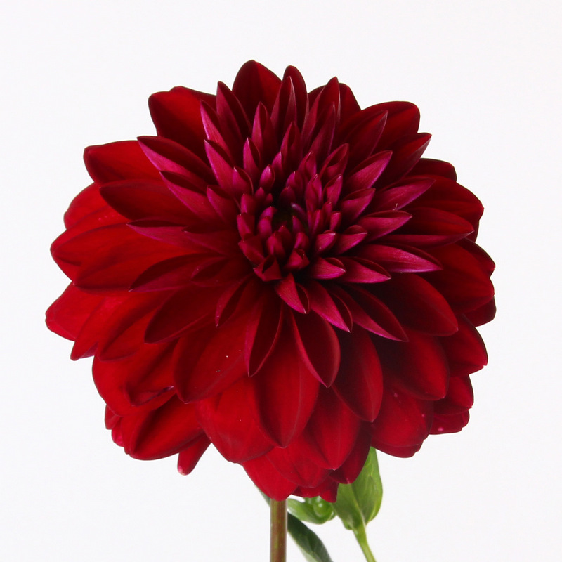 Burgundy Dahlia Kittelberger Wholesale Florist ster & Rochester