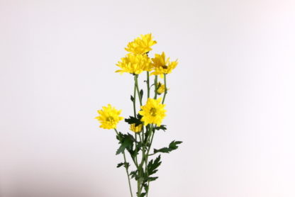 Yellow Daisy- SOUTH AM  