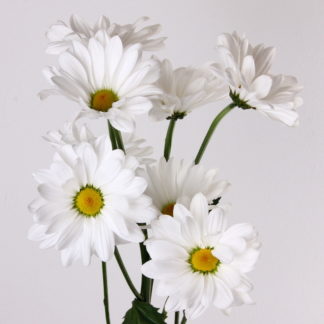 White Daisy-South American  
