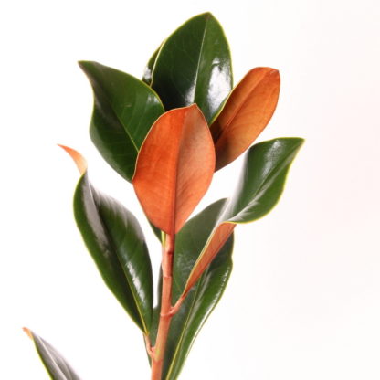 Magnolia  