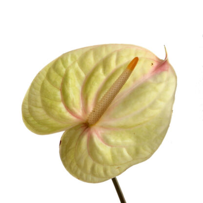 Pistachio Anthurium  