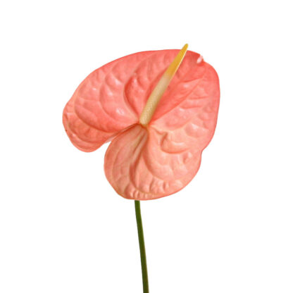 Salmon/ Pink Anthurium  