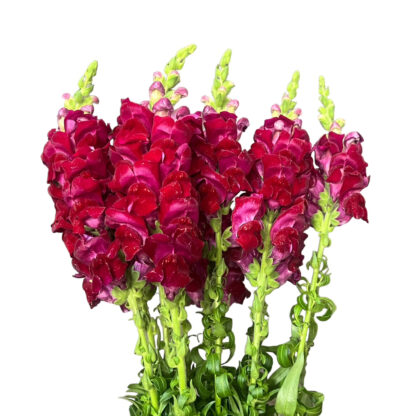 Burgundy Snapdragon  