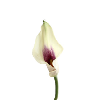 Pink Zantedeschia Mini Calla Lily  