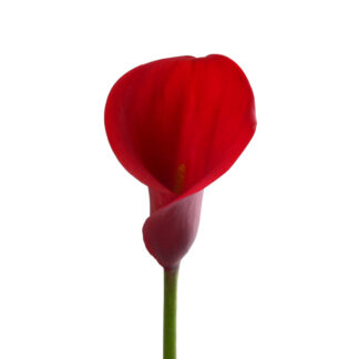 Red Aranal Mini Calla Lily  